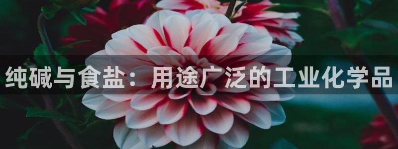 威九国际空降服务女演员名字