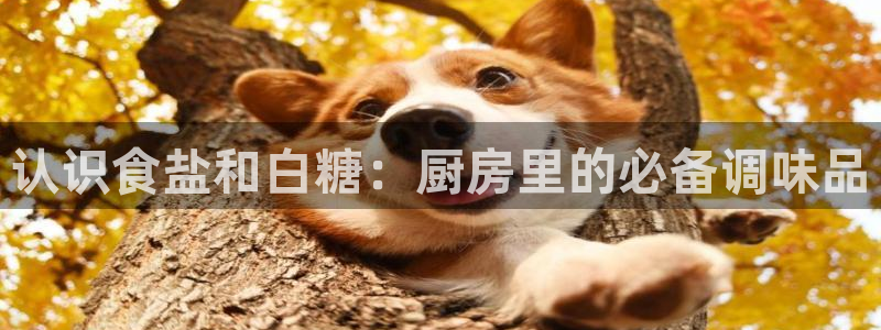 威九国际精免费下载