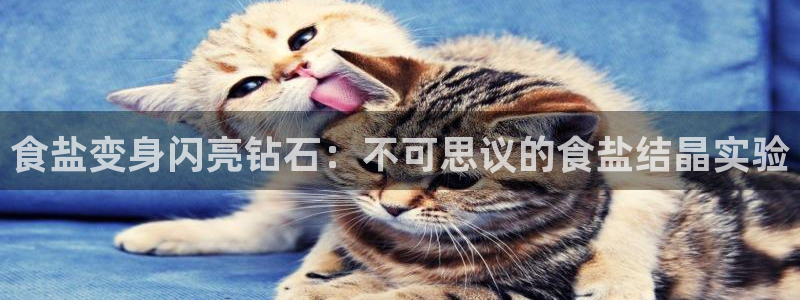 威九国际网站入口地址查询