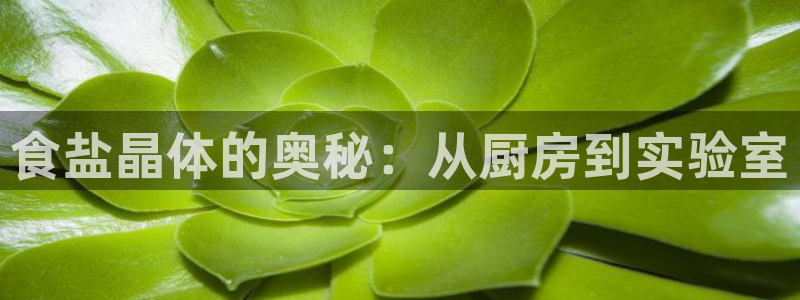 威九国际空降服务女演员叫什么名字